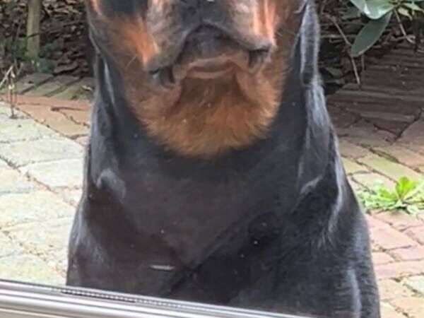 mjrottweilers