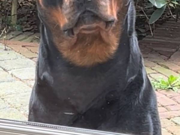 「『裏切られた』って顔してる」　飼い主が吹き出した犬の『表情』がコチラ！