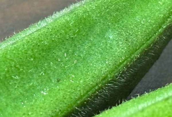 板ずりが面倒な男性　妻の提案に「目からウロコ」