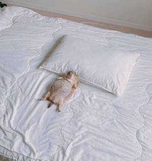 「家で飼うとこうなります」　アノ動物の寝姿に『４万いいね』