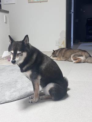 「家におじさんしかいない時の柴犬です」　２枚の差に「泣いた」「露骨すぎるだろ！」