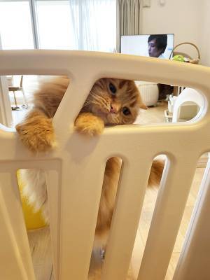 赤ちゃんが好きすぎる猫　とった行動に「今日イチ笑った」「最高か」