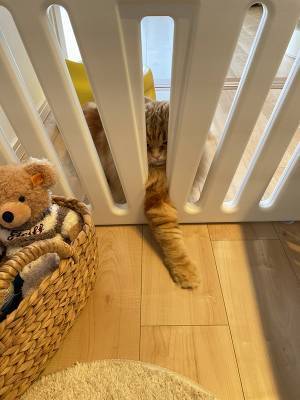 赤ちゃんが好きすぎる猫　とった行動に「今日イチ笑った」「最高か」