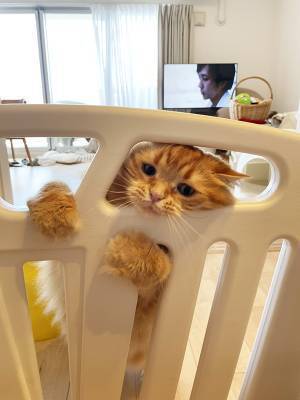 赤ちゃんが好きすぎる猫　とった行動に「今日イチ笑った」「最高か」