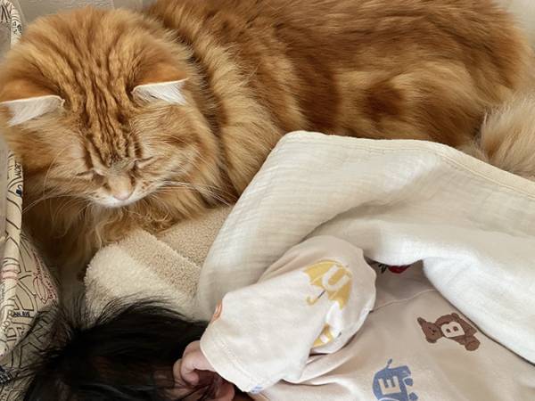 赤ちゃんが好きすぎる猫　とった行動に「今日イチ笑った」「最高か」