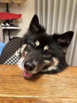 愛犬を散歩していたら…　歩いてきた女性の行動が称賛された理由とは？