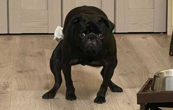 両足を開き、腰を低くして…　愛犬の姿に「これは笑う」「ただよう猛者感」