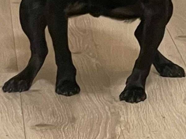 両足を開き、腰を低くして…　愛犬の姿に「これは笑う」「ただよう猛者感」