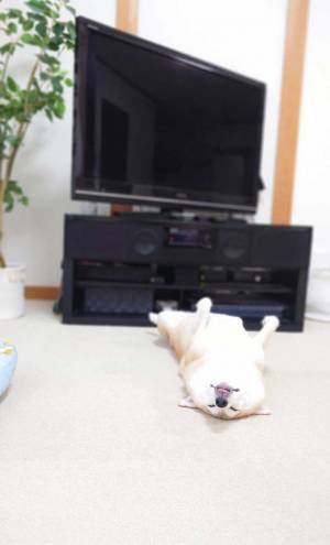 暑い日、冷房の効いた部屋で…　柴犬の『顔』に「笑った」「私もこれになりたい」