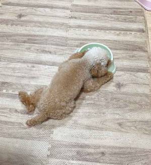 ごはんを食べた犬　その後の行動に「笑った」「二度見するやつ」