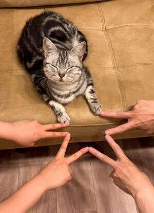 猫の写真