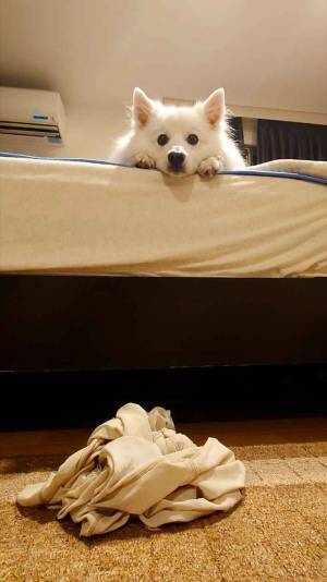 ベッドで遊ぶ犬　熱い視線を向けると「笑った」「訴えてる」