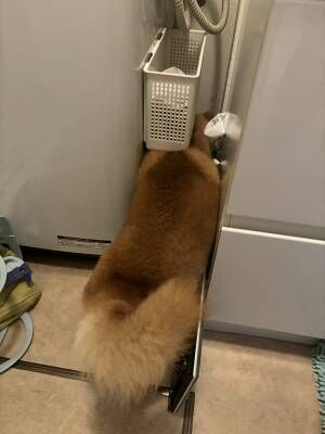 雷が怖すぎた柴犬　とった行動に「そこかーい！」「ごめん笑う」