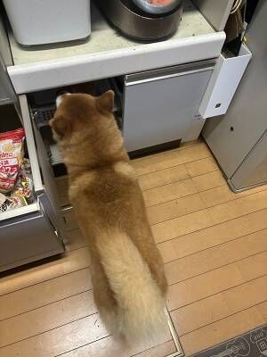 雷が怖すぎた柴犬　とった行動に「そこかーい！」「ごめん笑う」