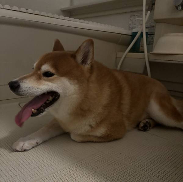 雷が怖すぎた柴犬　とった行動に「そこかーい！」「ごめん笑う」