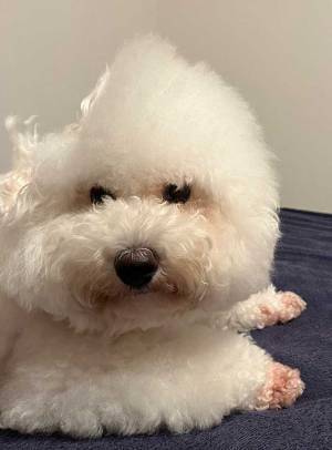 「目を疑う」　風にあおられた愛犬　その姿に驚愕！