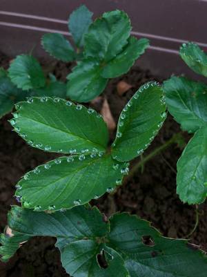 植物にダイヤモンド！？　自然が作り出した光景に１１万『いいね』