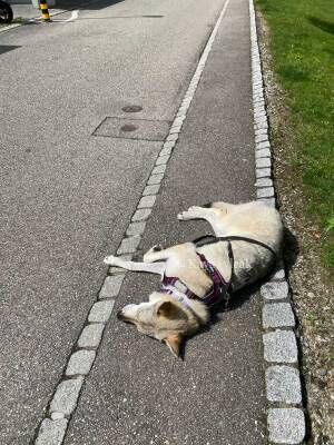 犬の写真