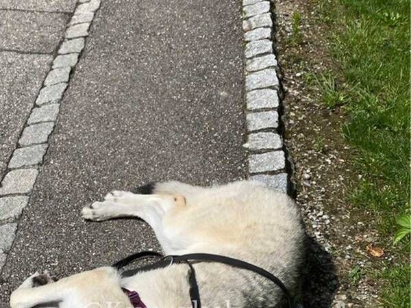 飼い主「勘弁して」　散歩中の愛犬がとった行動に「どこからどう見ても…」