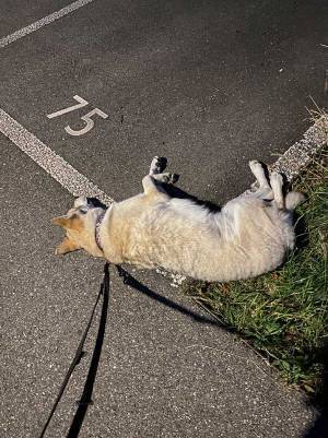 飼い主「勘弁して」　散歩中の愛犬がとった行動に「どこからどう見ても…」