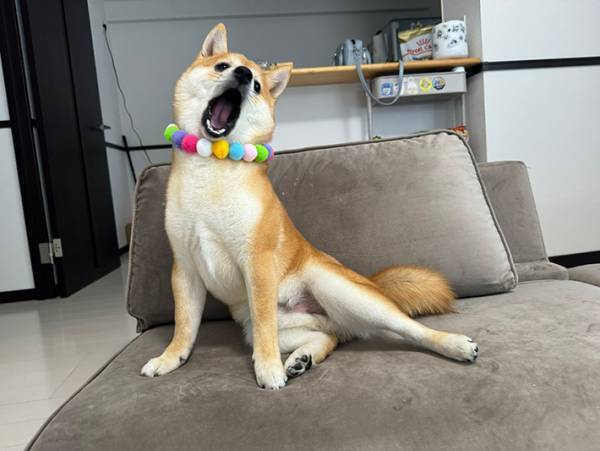 「ミュージカルスターみたい！」　飼い主が撮った柴犬の１枚に反響　口が…