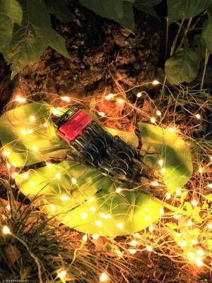 「リアルすぎて、びっくり」　あるホタルの写真　実は…