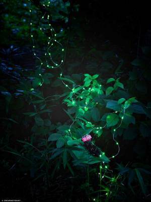 「リアルすぎて、びっくり」　あるホタルの写真　実は…