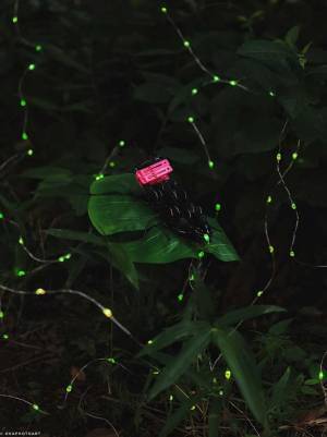 「リアルすぎて、びっくり」　あるホタルの写真　実は…