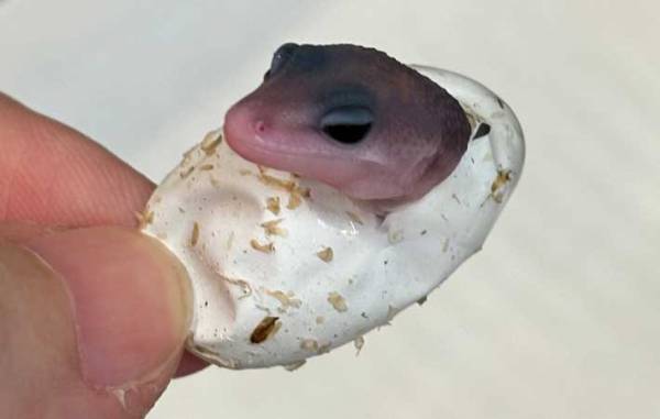 生まれてきたヤモリの赤ちゃん　目が合うと…「爆笑」「やってやった感が伝わる」