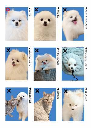 飼い主「愛犬と学ぶ正しい証明写真」　写った姿に「じわじわくる」「めっちゃ好き」