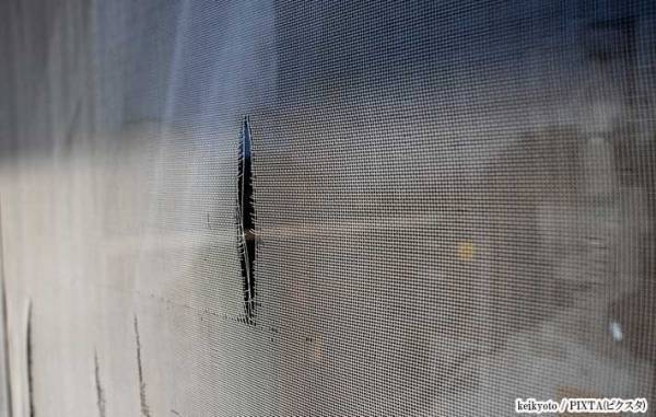 『アレ』はすぐに処分して！　害虫対策に「やってなかった」