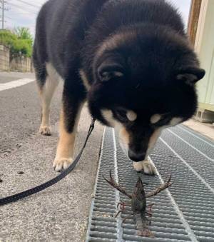 下を見つめる柴犬　視線の先にはまさかの…「爆笑」「すごい勇気！」