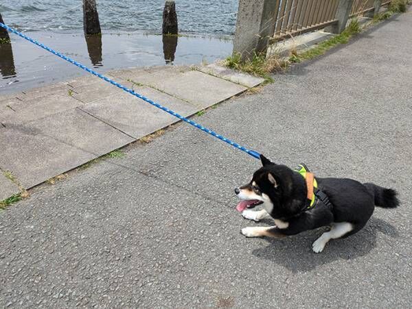 柴犬の写真