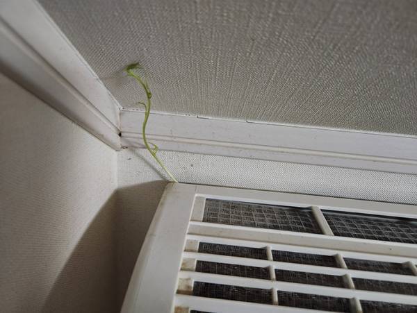 自宅のエアコンに異変が…！　目を疑う光景に「こんなことがあるのか」