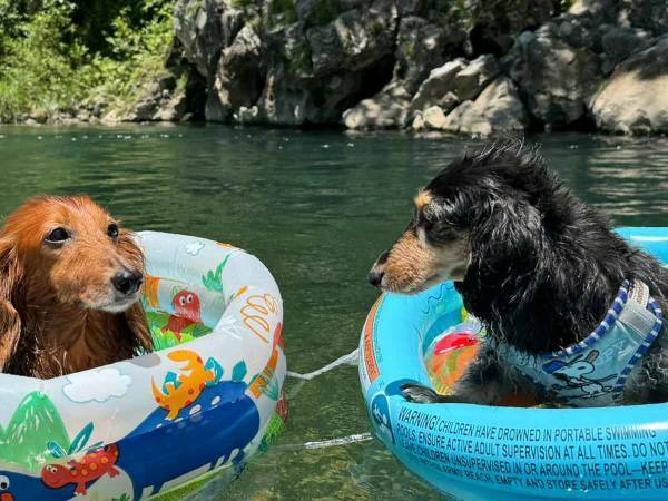 ビニールプールで遊んだ犬　翌日の行動が「余韻に浸ってる」