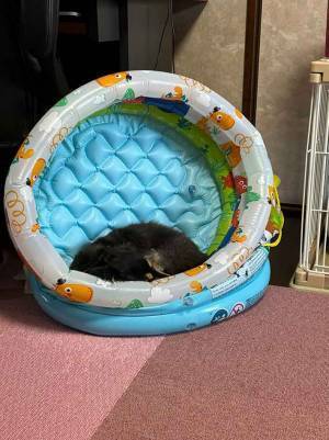 ビニールプールで遊んだ犬　翌日の行動が「余韻に浸ってる」