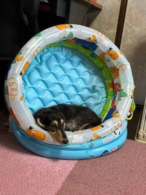 ビニールプールで遊んだ犬　翌日の行動が「余韻に浸ってる」