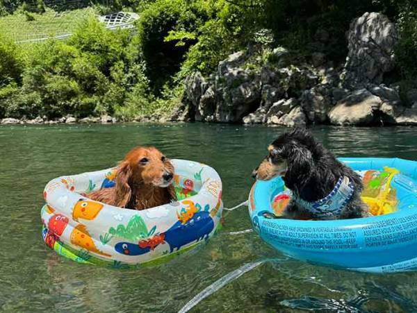 ビニールプールで遊んだ犬　翌日の行動が「余韻に浸ってる」