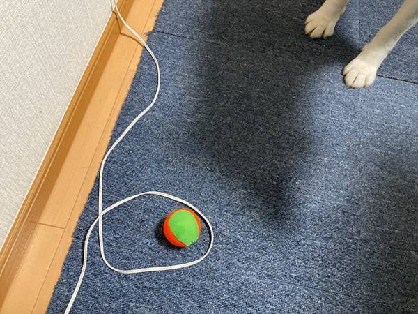 リビングから愛犬の鳴き声が…様子を見に行くと？　「なんて賢い」「偉すぎる」