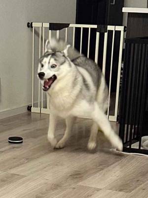 散歩から戻ると？　荒ぶる行動に「笑った」「野生の本能か」