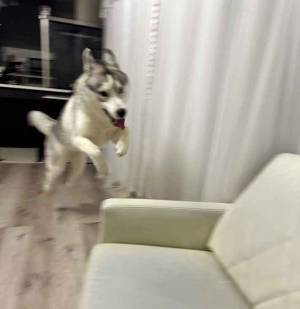 散歩から戻ると？　荒ぶる行動に「笑った」「野生の本能か」