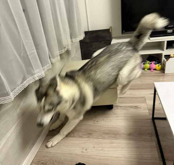 散歩から戻ると？　荒ぶる行動に「笑った」「野生の本能か」