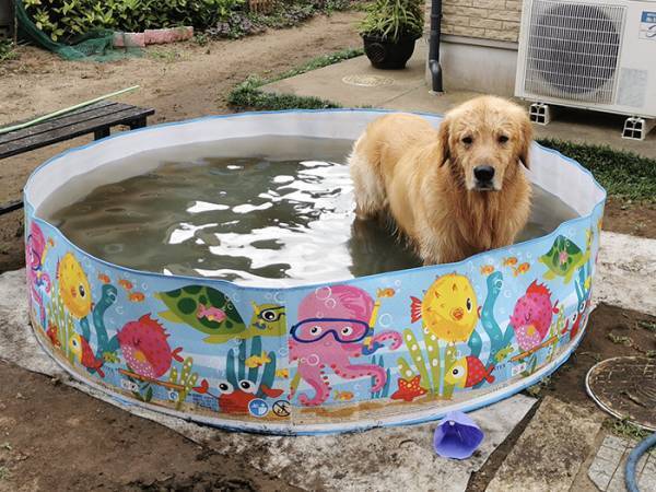 ビニールプールで遊ぶレトリバー　飼い主が離れると？「ごめん吹いた」「露骨すぎ」