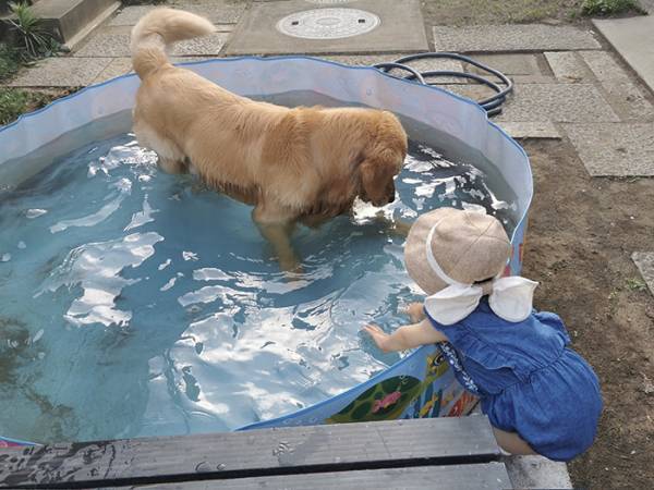 ビニールプールで遊ぶレトリバー　飼い主が離れると？「ごめん吹いた」「露骨すぎ」
