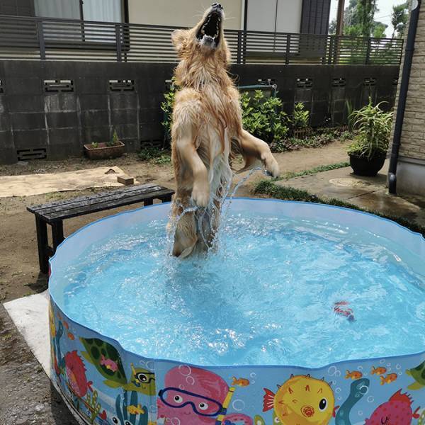 ビニールプールで遊ぶレトリバー　飼い主が離れると？「ごめん吹いた」「露骨すぎ」