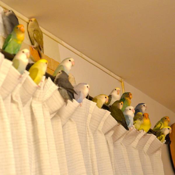 「そんな場所にいなくてもー！」　カーテンの上をよく見ると…