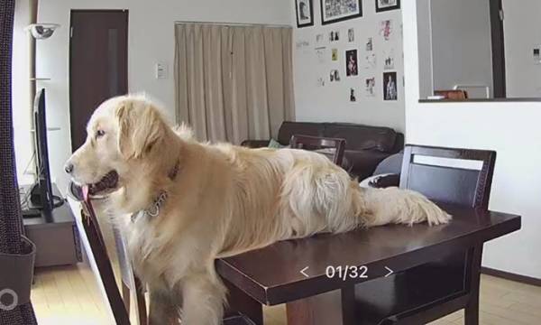 飼い主が外出して２０分後…？　ペットカメラの様子に「吹いた」「めっちゃ好き」