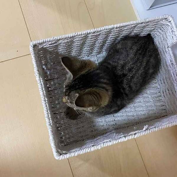 猫の写真