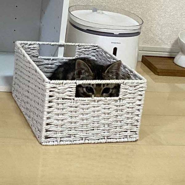 カゴの中にいるのは？　その様子に「丸見え」「だけどいい！」