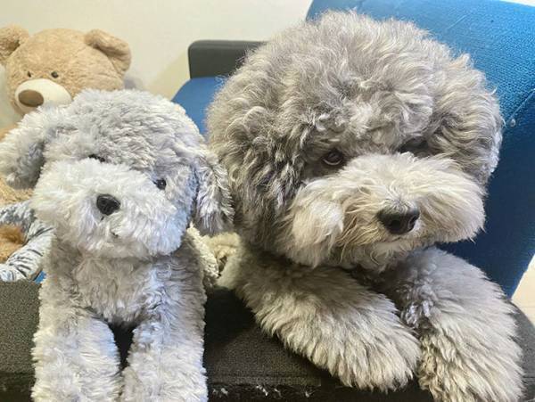 横に並んで座る、２匹の犬　よく見てみると…？